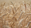 В ВТБ назвали меры по наращиванию экспорта агропродукции 