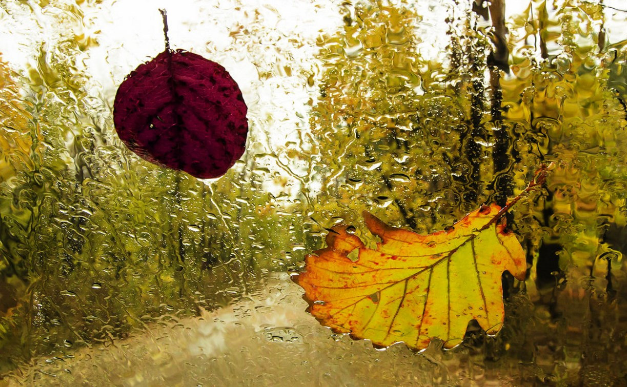 Погода в Туле 11 октября: до +14 градусов, ветрено, небольшой дождь
