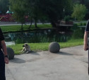 В Баташевском саду прошел рейд по выгулу собак