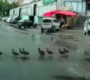 Милота: в Туле сняли на видео переходящее дорогу утиное семейство