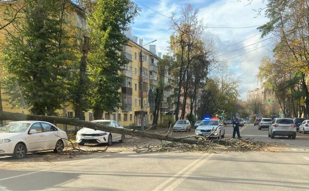 На ул. Н. Руднева упавшее на дорогу дерево перекрыло движение транспорта -  Новости Тулы и области - MySlo.ru