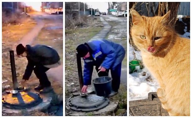 «Просим вернуть котам!»: жители «Пряничной слободы» выследили злодеев, ворующих... кошачьи миски