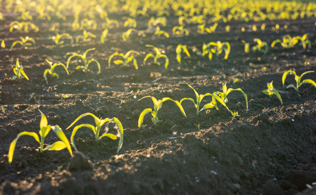 Уровень использования семян отечественной селекции в Тульской области доведут до 75% 