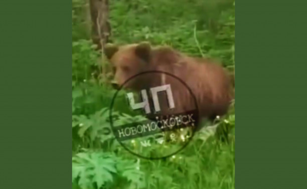 В Веневском районе вдоль дороги гулял медведь