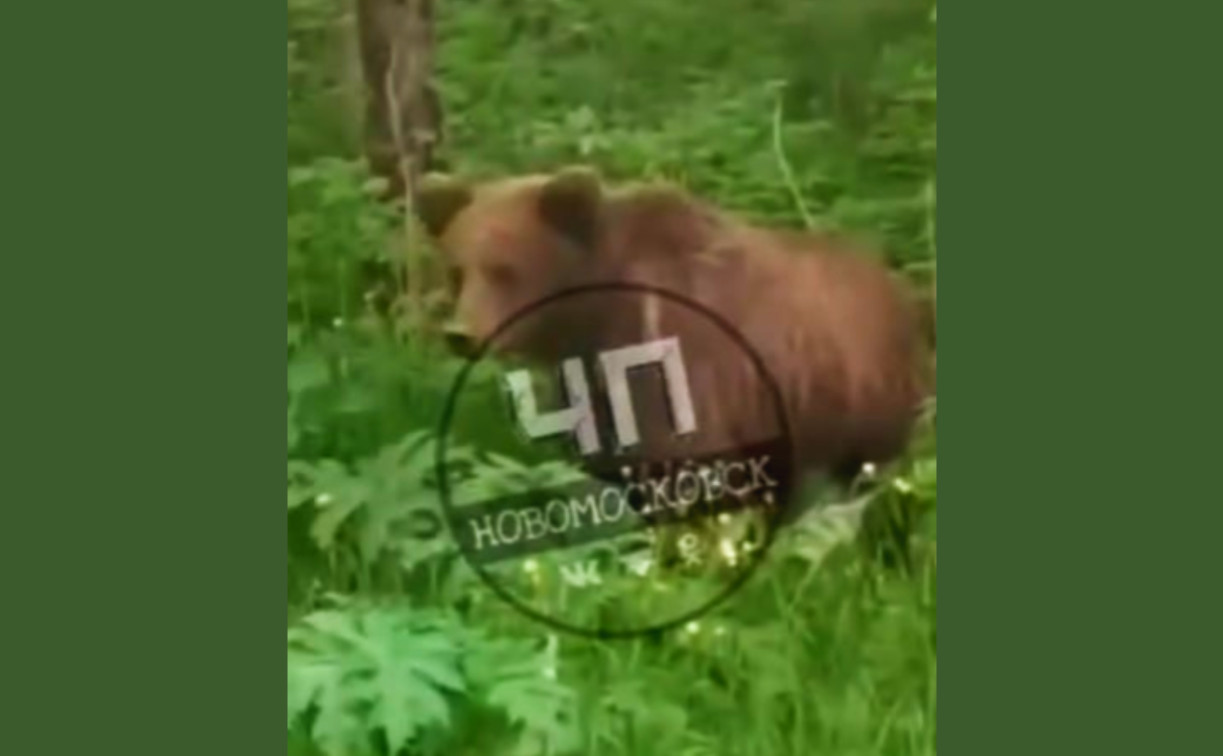 В Веневском районе вдоль дороги гулял медведь