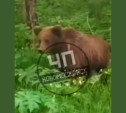 В Веневском районе вдоль дороги гулял медведь