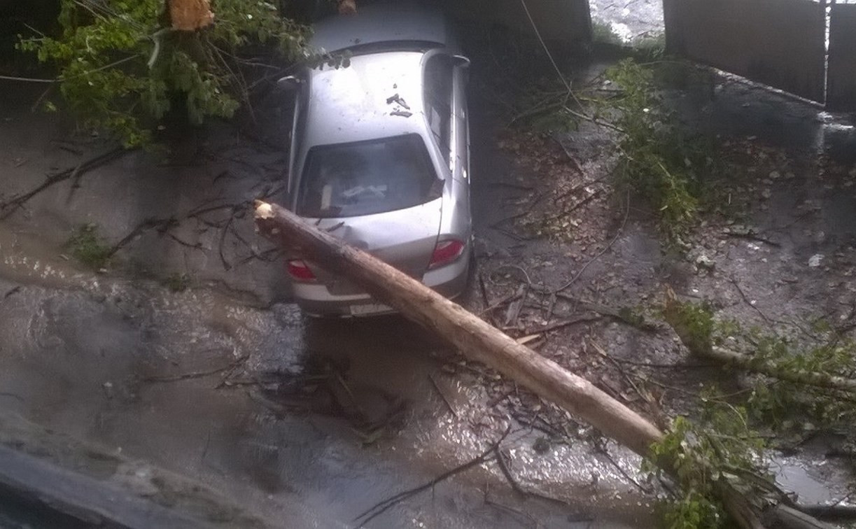 В Пролетарском районе упавшее дерево повредило автомобиль