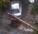 В Пролетарском районе упавшее дерево повредило автомобиль