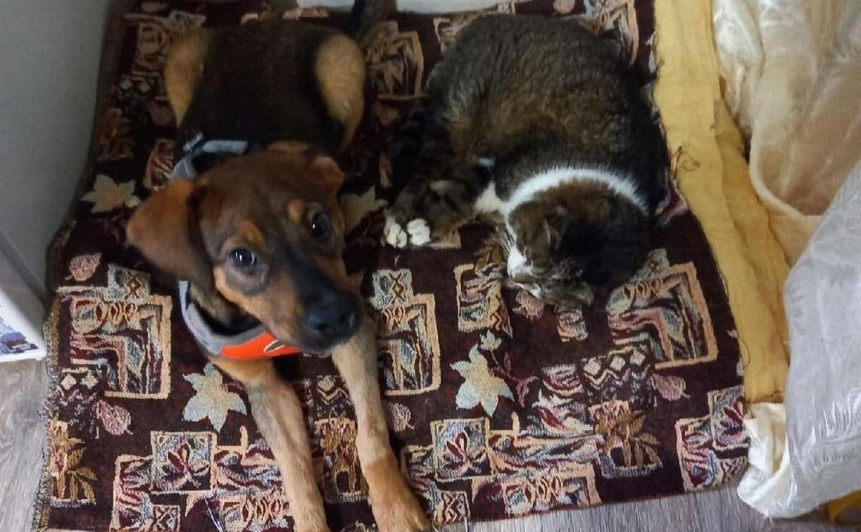 В Узловой щенка выкинули с 4-го этажа: собака выжила и ищет новых хозяев