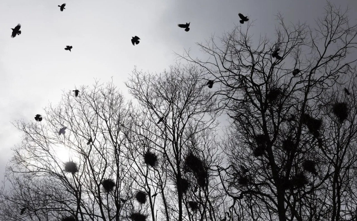 Миляев поручил оперативно устранять последствия непогоды в Тульской области