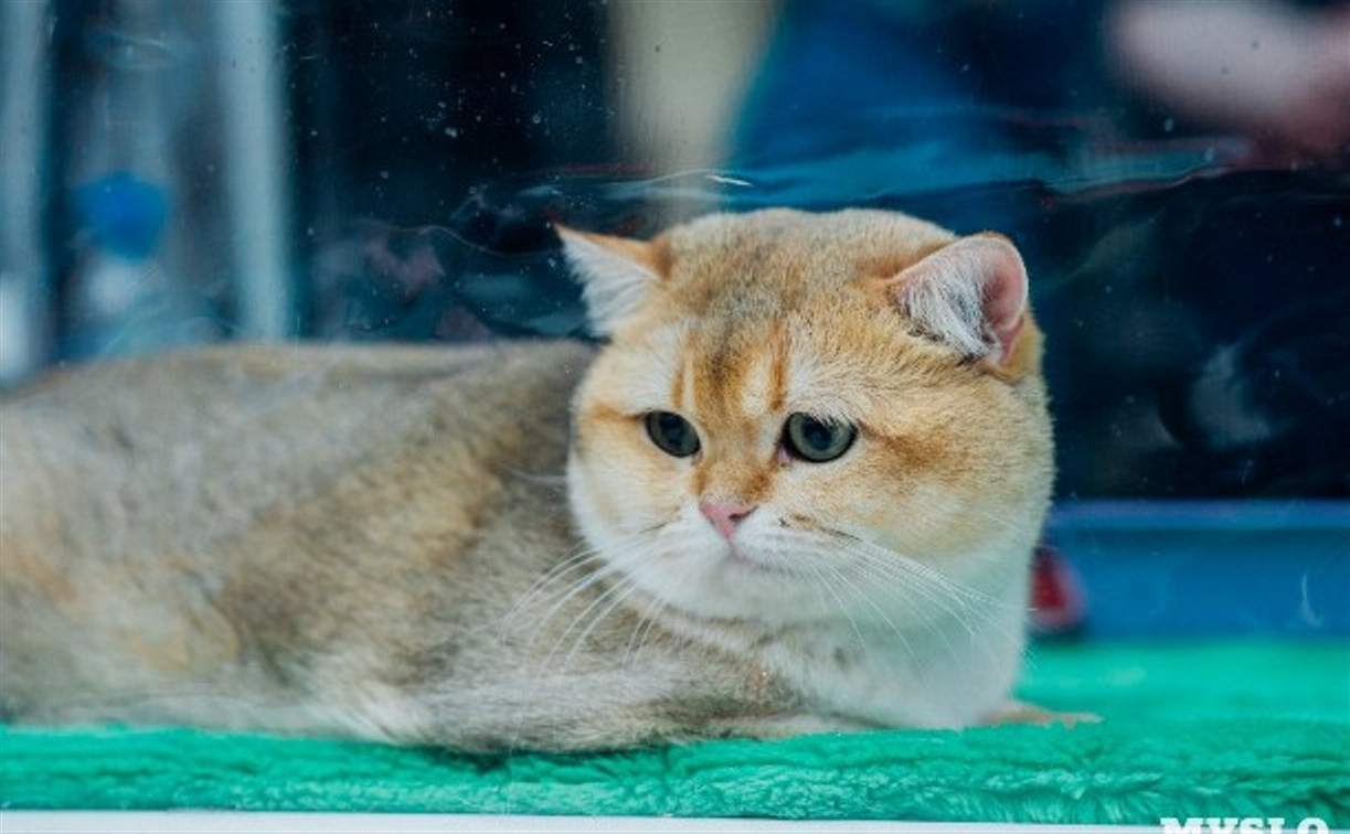Туляков приглашают на международную выставку кошек
