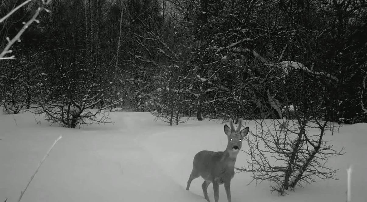 Фотоловушки «Тульских засек» показали разнообразие стад косуль весной 