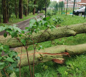 В пос. Петровском к концу месяца спилят 11 сухих деревьев