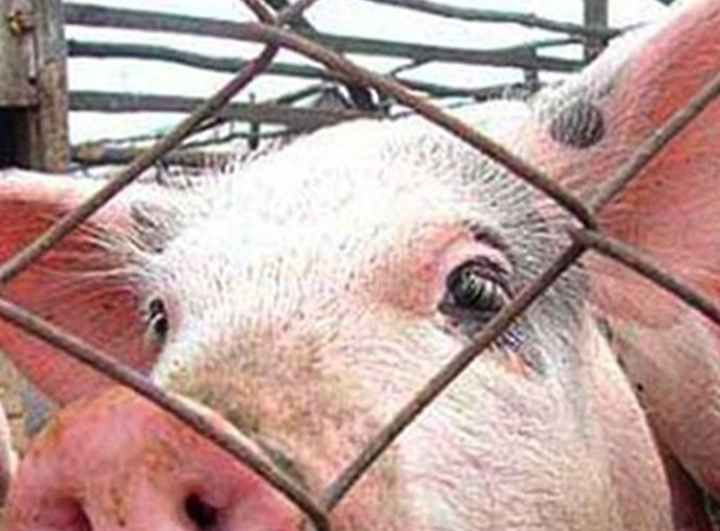 Для ликвидации АЧС в «Лазаревском» сожгли 56 тысяч свиней