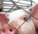 Для ликвидации АЧС в «Лазаревском» сожгли 56 тысяч свиней