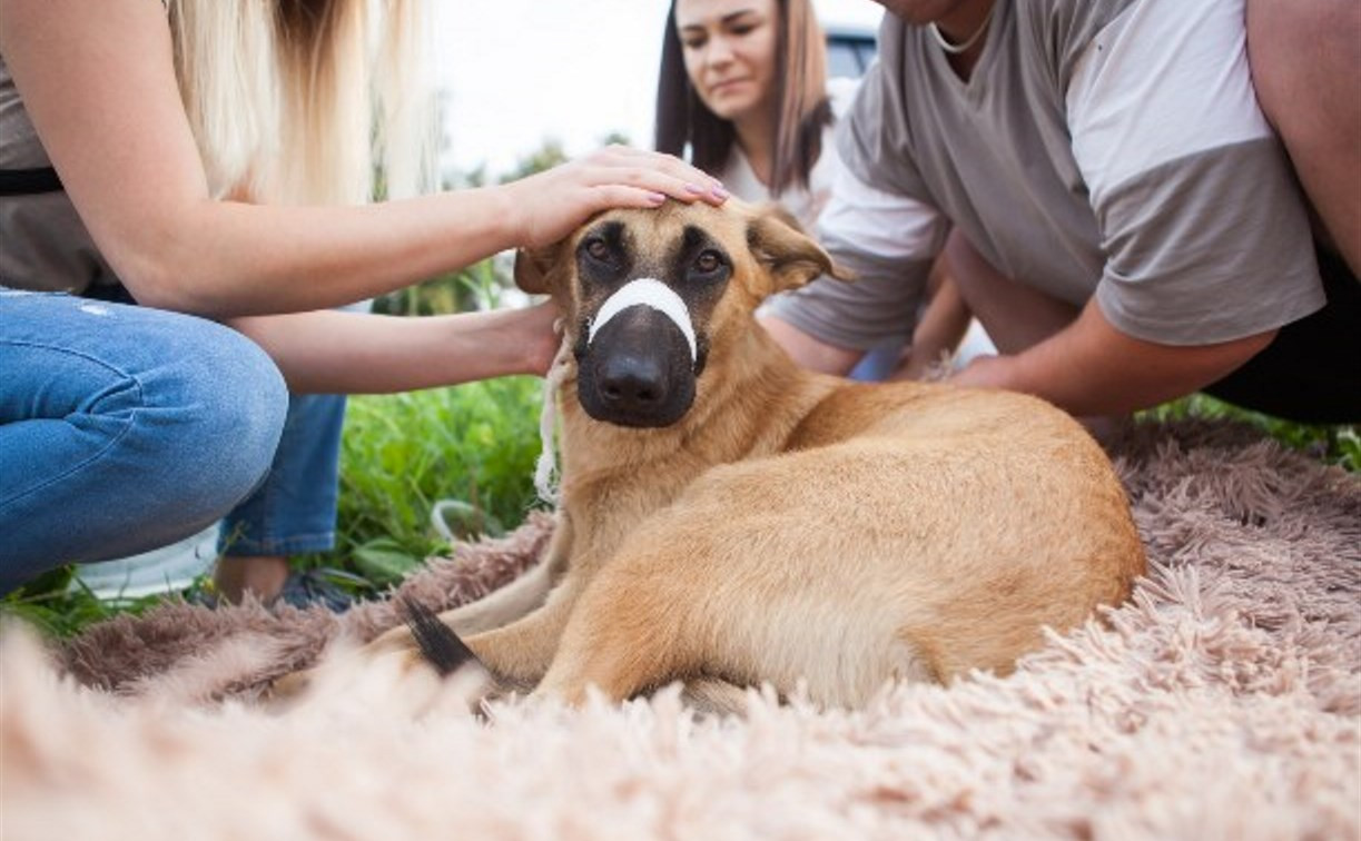 Читатели Myslo собрали деньги на лечение и реабилитацию сбитой в Туле собаки