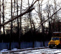 В Туле на Щегловской засеке дерево упало на трамвайные пути