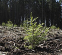 В Ясной Поляне продолжат восстановление уничтоженного вредителем леса