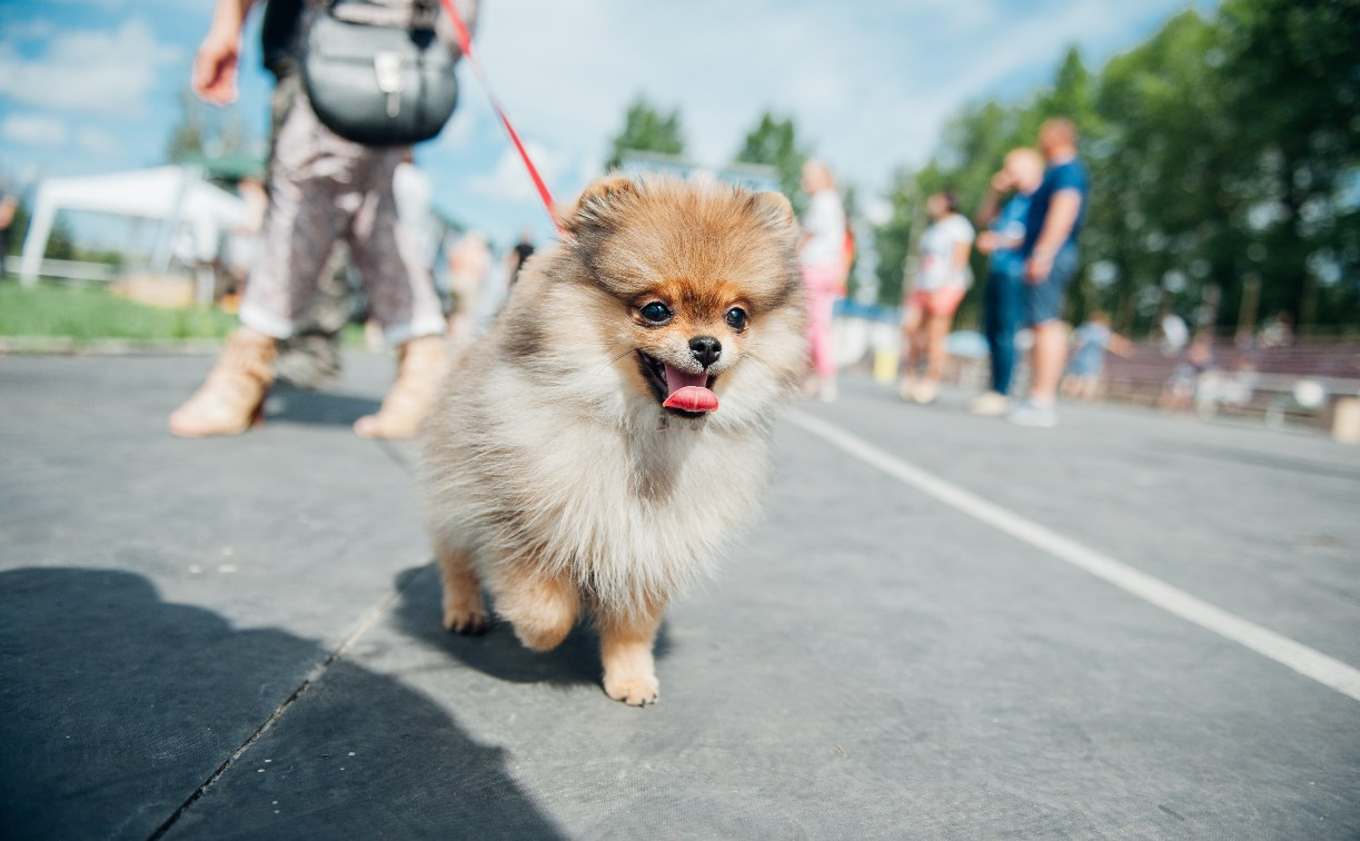Всероссийская выставка собак в Туле: серьезные сенбернары, изящные пудели и милые шпицы