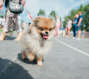 Всероссийская выставка собак в Туле: серьезные сенбернары, изящные пудели и милые шпицы