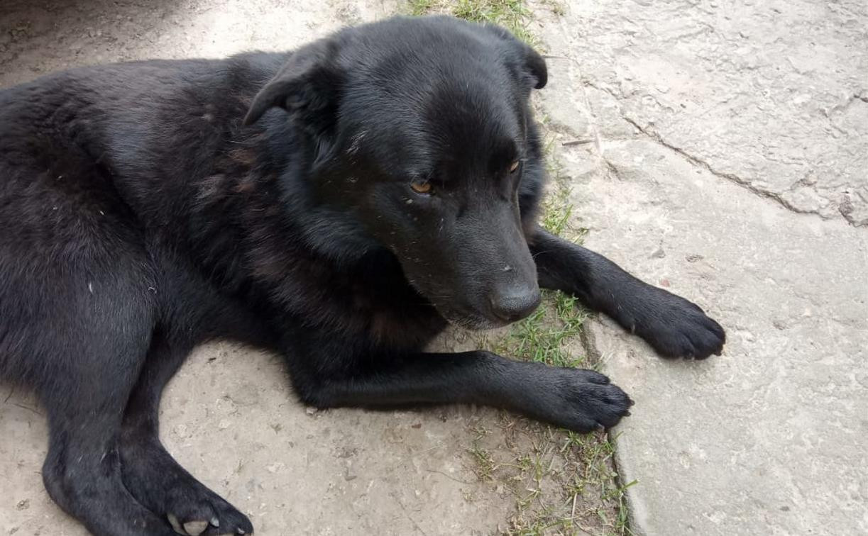 Жительница ясногорского села заказала соседу убийство собаки 