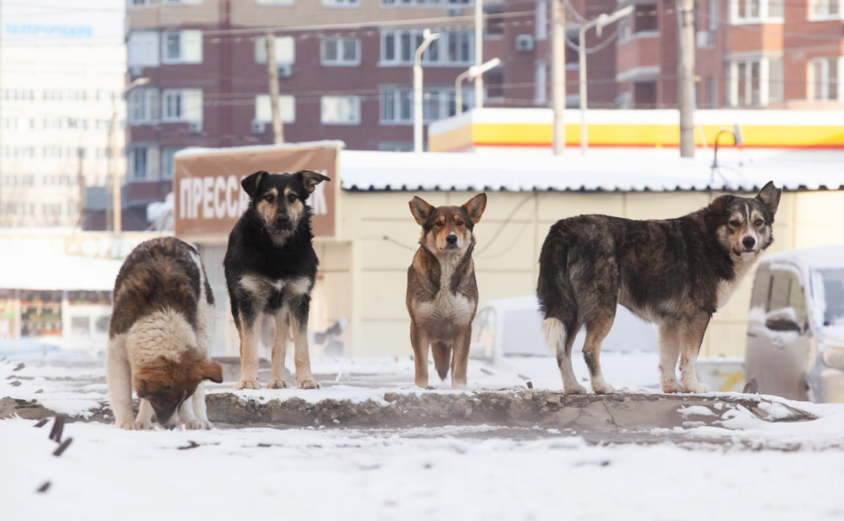 Узловские чиновники выплатят компенсации родителям детей, пострадавших от бродячих собак