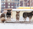 Узловские чиновники выплатят компенсации родителям детей, пострадавших от бродячих собак
