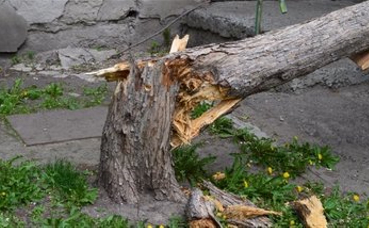 В Туле мужчине на голову упала ветка аварийного дерева