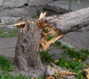 В Туле мужчине на голову упала ветка аварийного дерева