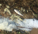 В Черепетском водохранилище в Тульской области массово погибла рыба