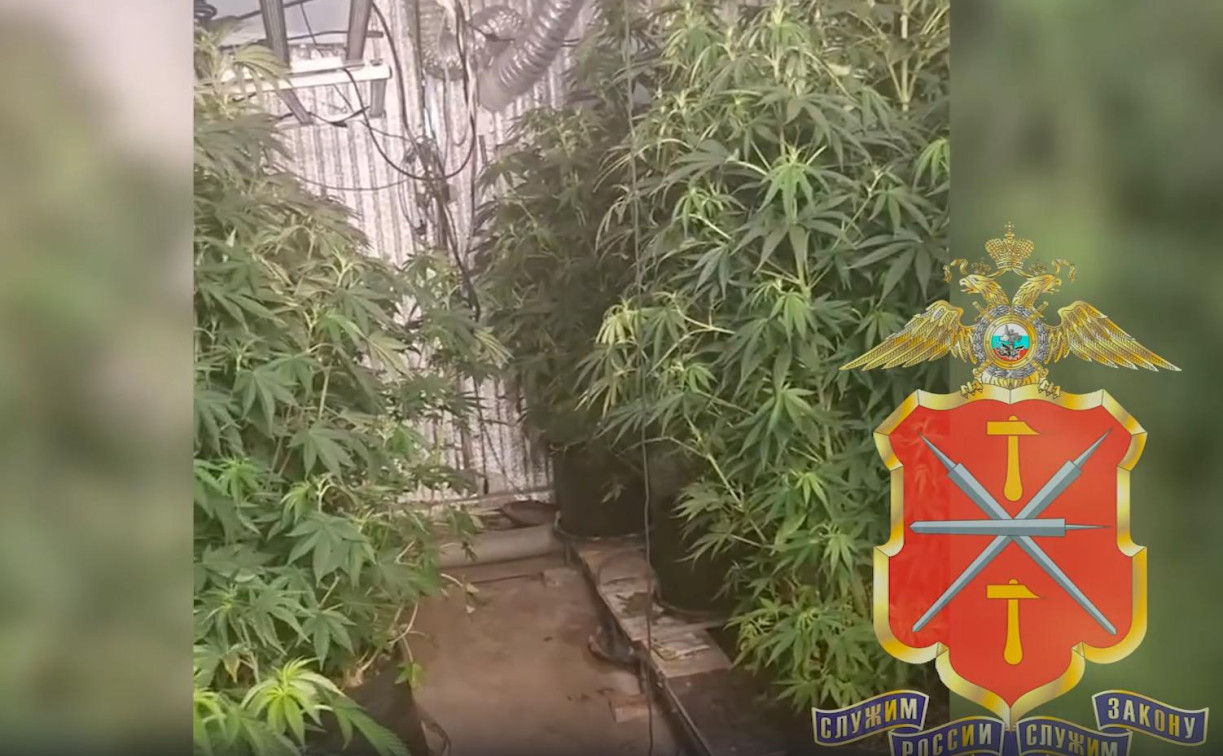 Полсотни кустов конопли нашли в подпольной лаборатории в Туле 