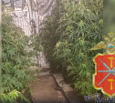 Полсотни кустов конопли нашли в подпольной лаборатории в Туле 