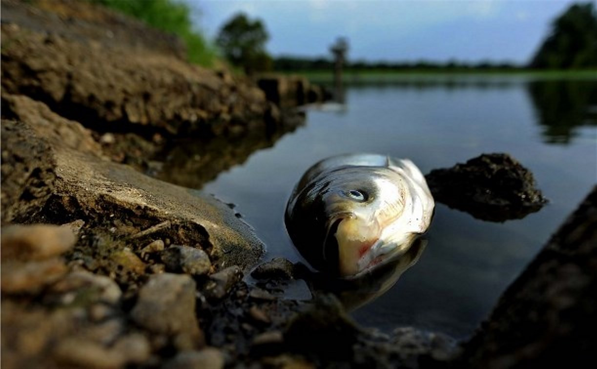 В Ленинском районе незаконный спиртзавод загрязняет местный пруд