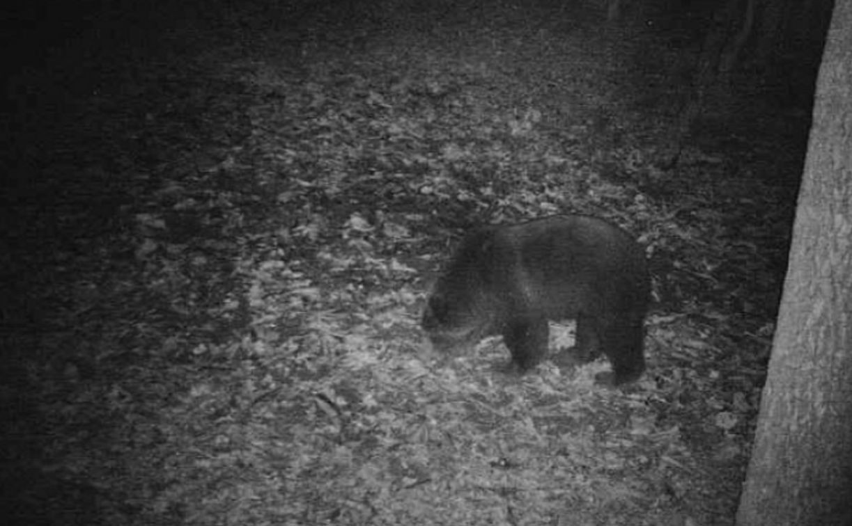 В Тульской области появился бурый медведь