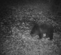 В Тульской области появился бурый медведь