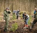 «Ясная Поляна» приглашает волонтеров для высадки ёлок
