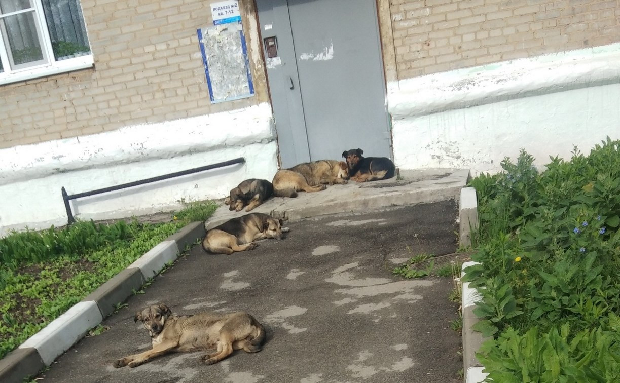 В Новомосковске бродячие собаки искусали школьницу