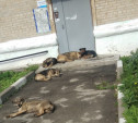 В Новомосковске бродячие собаки искусали школьницу