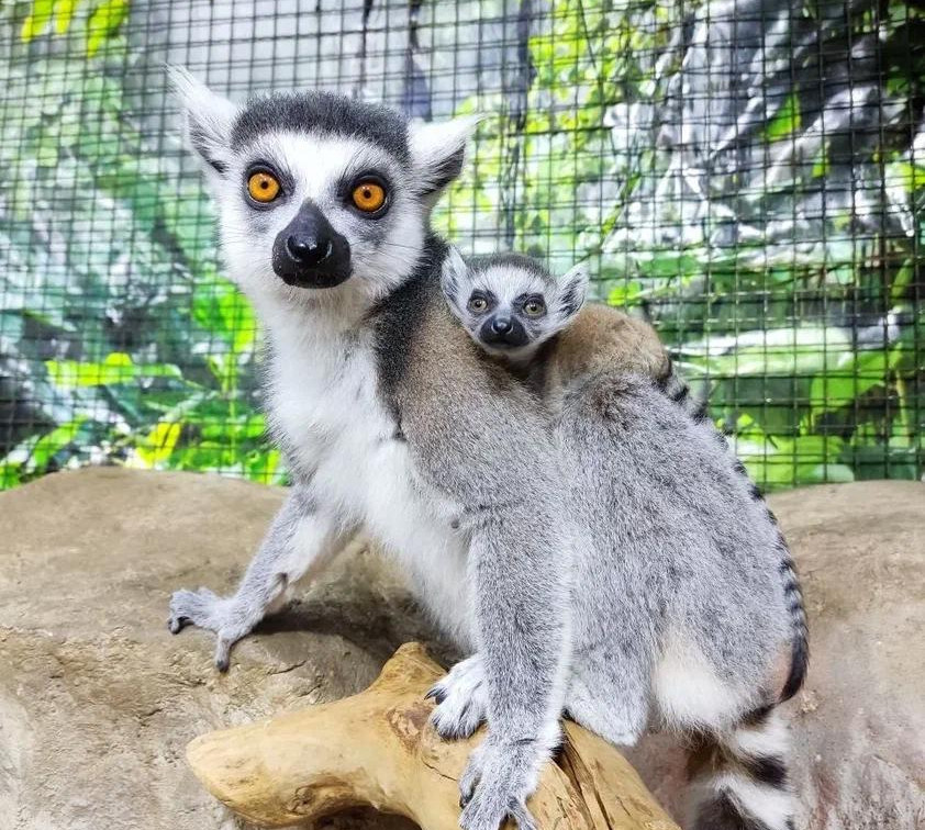 В Тульском экзотариуме родились детеныши лемуров