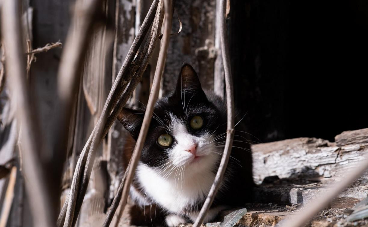 В России хотят запретить удалять кошкам когти