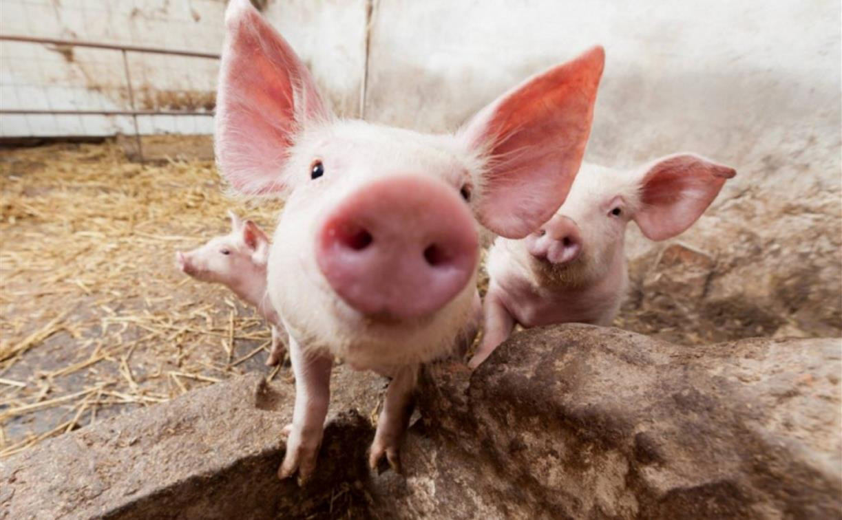 В Тульской области подтвержден очаг африканской чумы свиней 