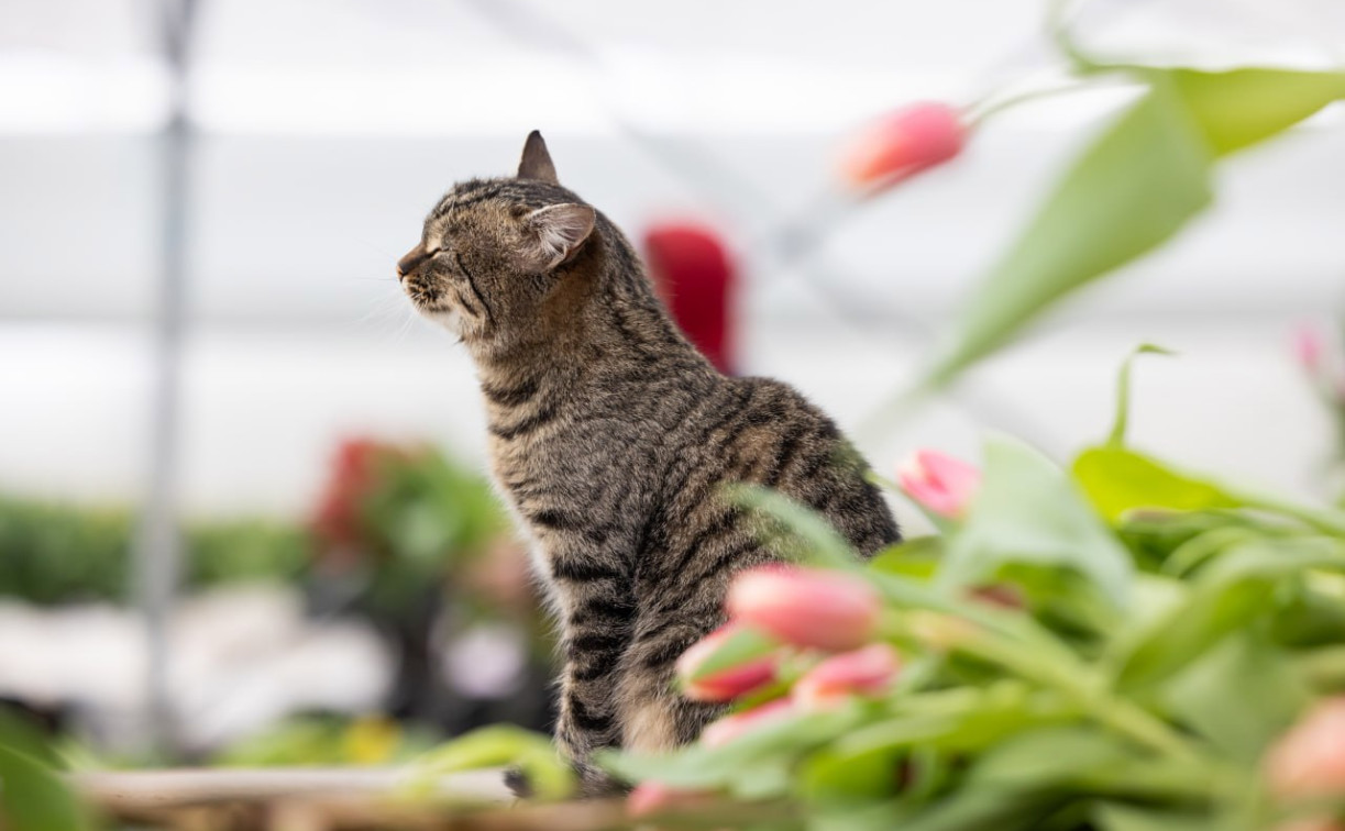 Погода в Туле 25 апреля: без осадков и до +13 градусов