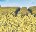 В Тульской области собран рекордный урожай рапса