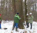 В Ясной Поляне спасают 314-летний дуб