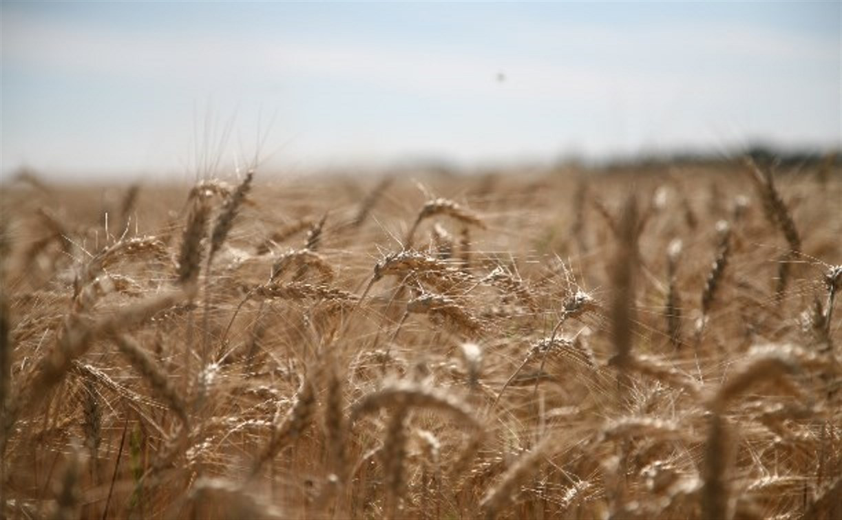 Зерновой союз признал использование фуража при выпечке хлеба