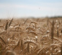 Зерновой союз признал использование фуража при выпечке хлеба