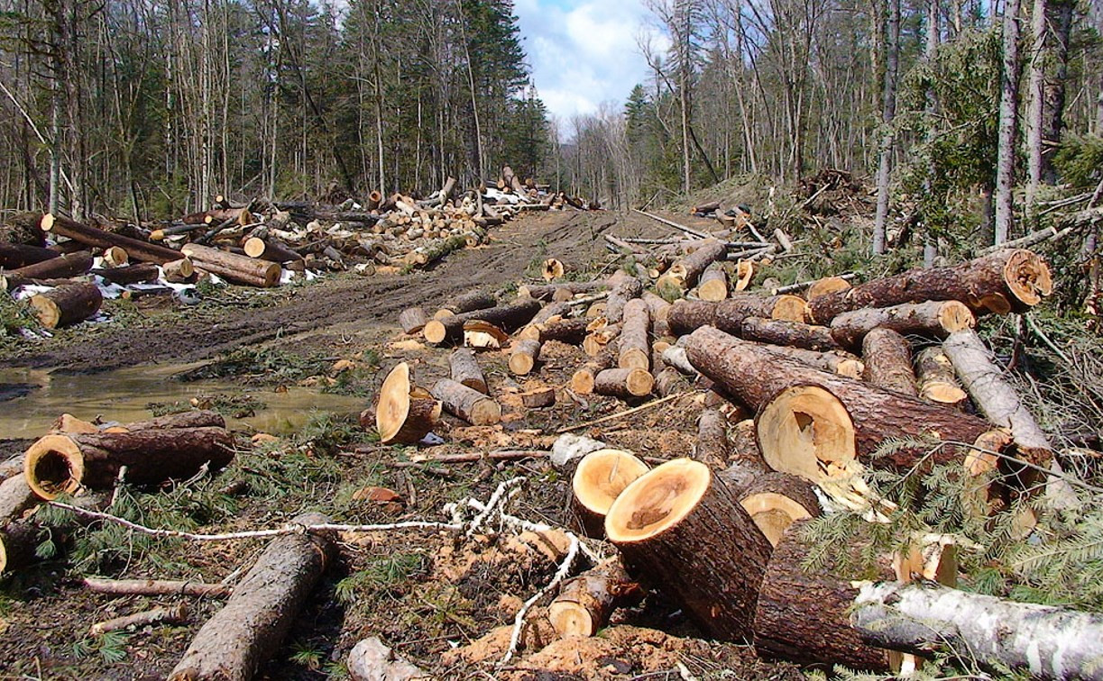 С начала года в Тульской области возбуждено 12 уголовных дел за незаконную вырубку деревьев