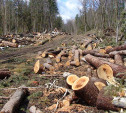 С начала года в Тульской области возбуждено 12 уголовных дел за незаконную вырубку деревьев