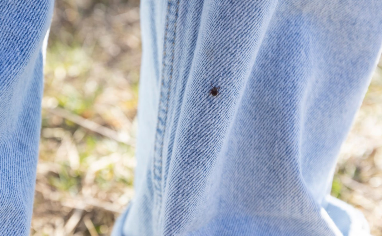 В Тульской области запустили мониторинг инфекций, передаваемых клещами 