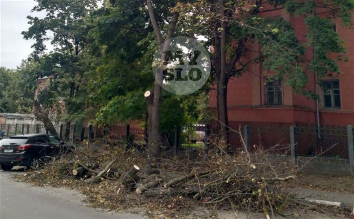 Администрация города объяснила, зачем пилят деревья на ул. Революции